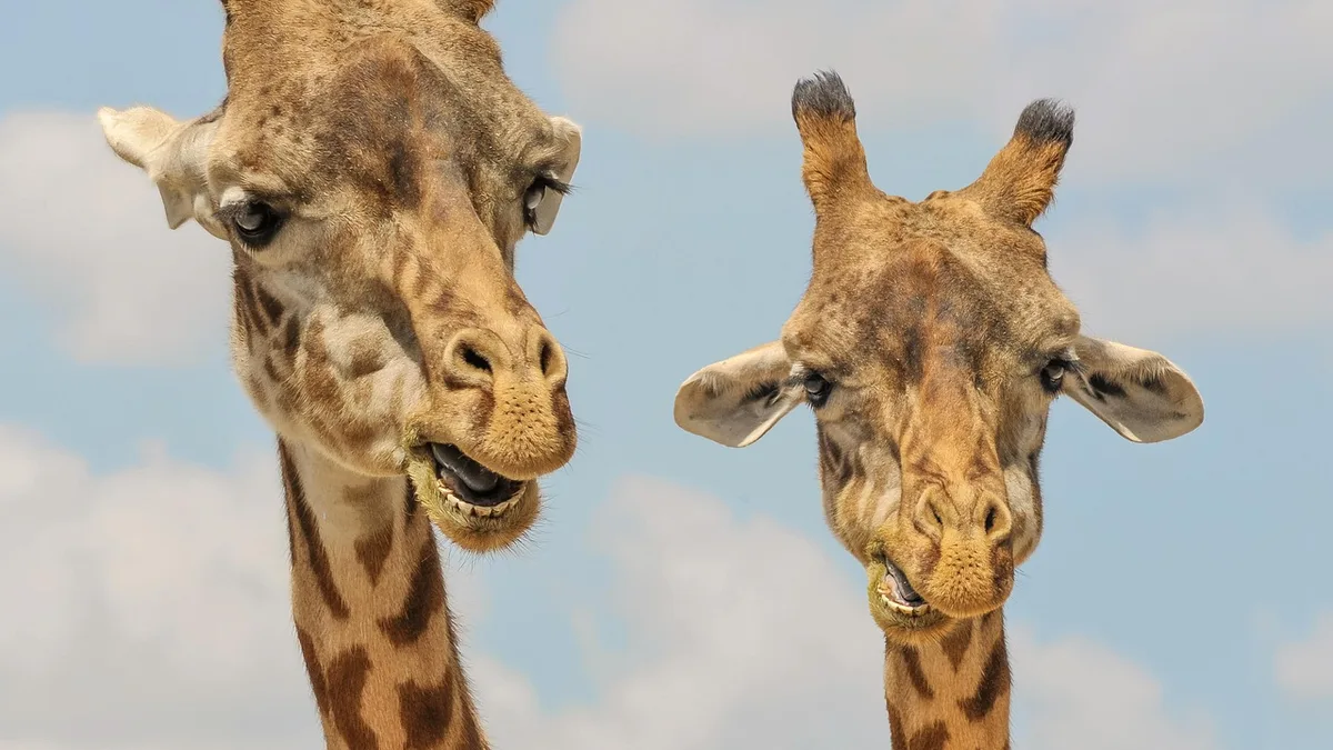 giraffes, heads, ossicones, giraffe heads, artiodactyl, ruminant, large ruminant, large animals, large mammals, animals, mammals, nature, spotted, large, giraffes, giraffes, giraffes, giraffes, giraffes, animals