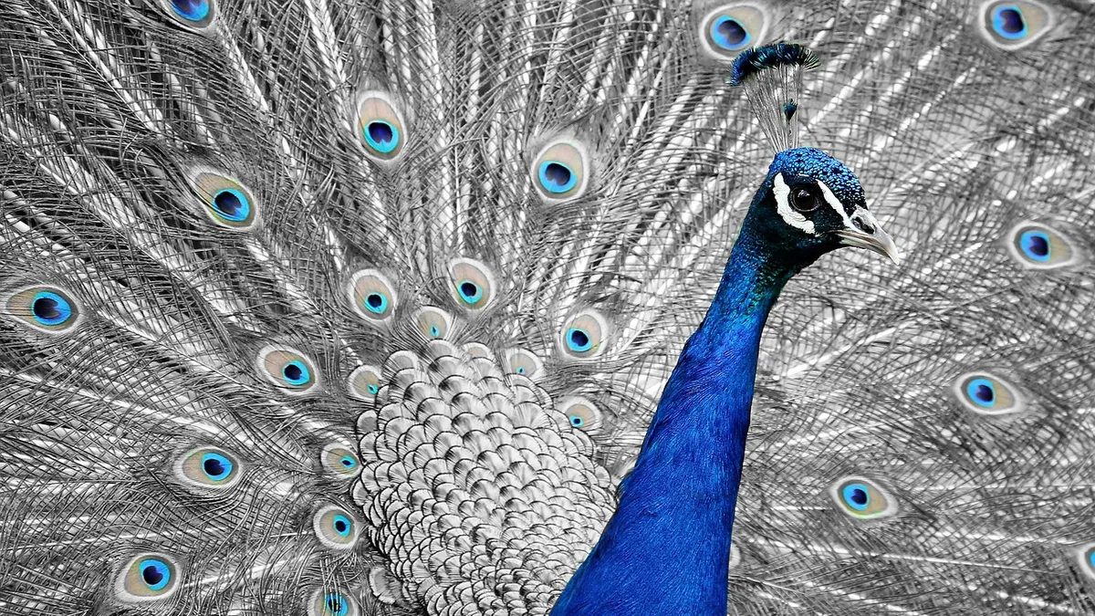 peacock, animal, bird, feathers, vanity, dazzling, nature, wheel, multicoloured, splendid, beautiful, plumage, proudly, wildlife, beauty, colorful, side view, side review, hit the wheel, vanity, vanity, vanity, vanity, vanity, wheel